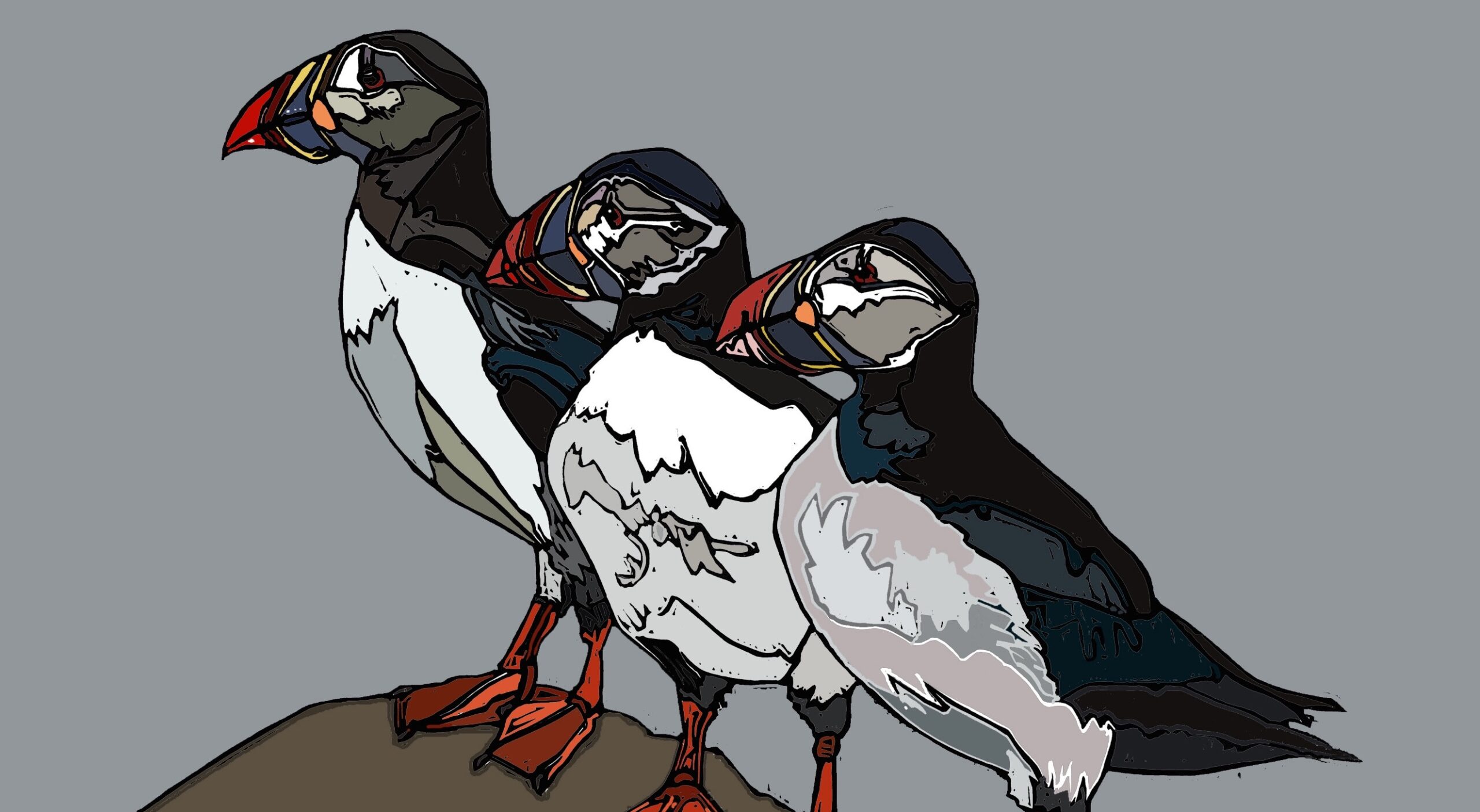 A Gathering of Puffins - Image 2