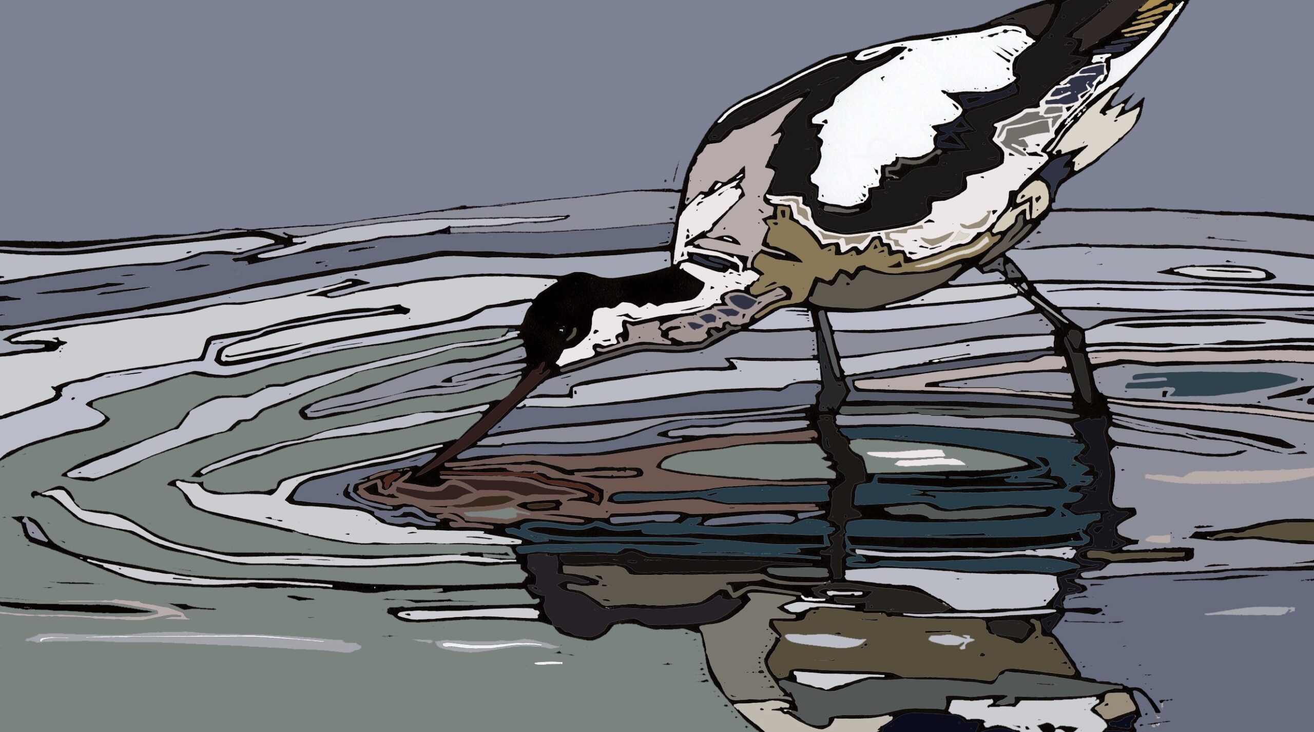 Avocet Feeding - Image 2