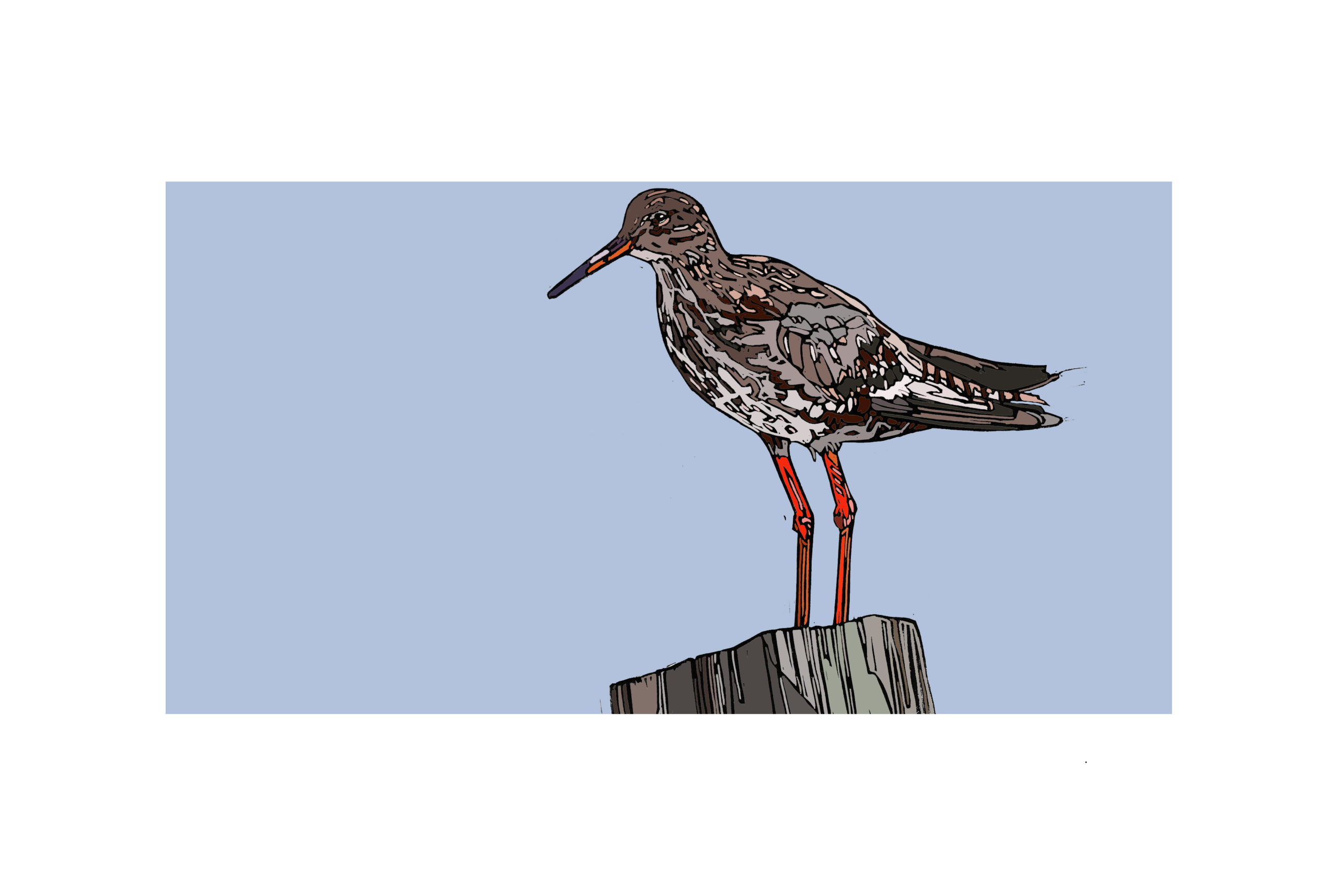 Red Shank - Image 2