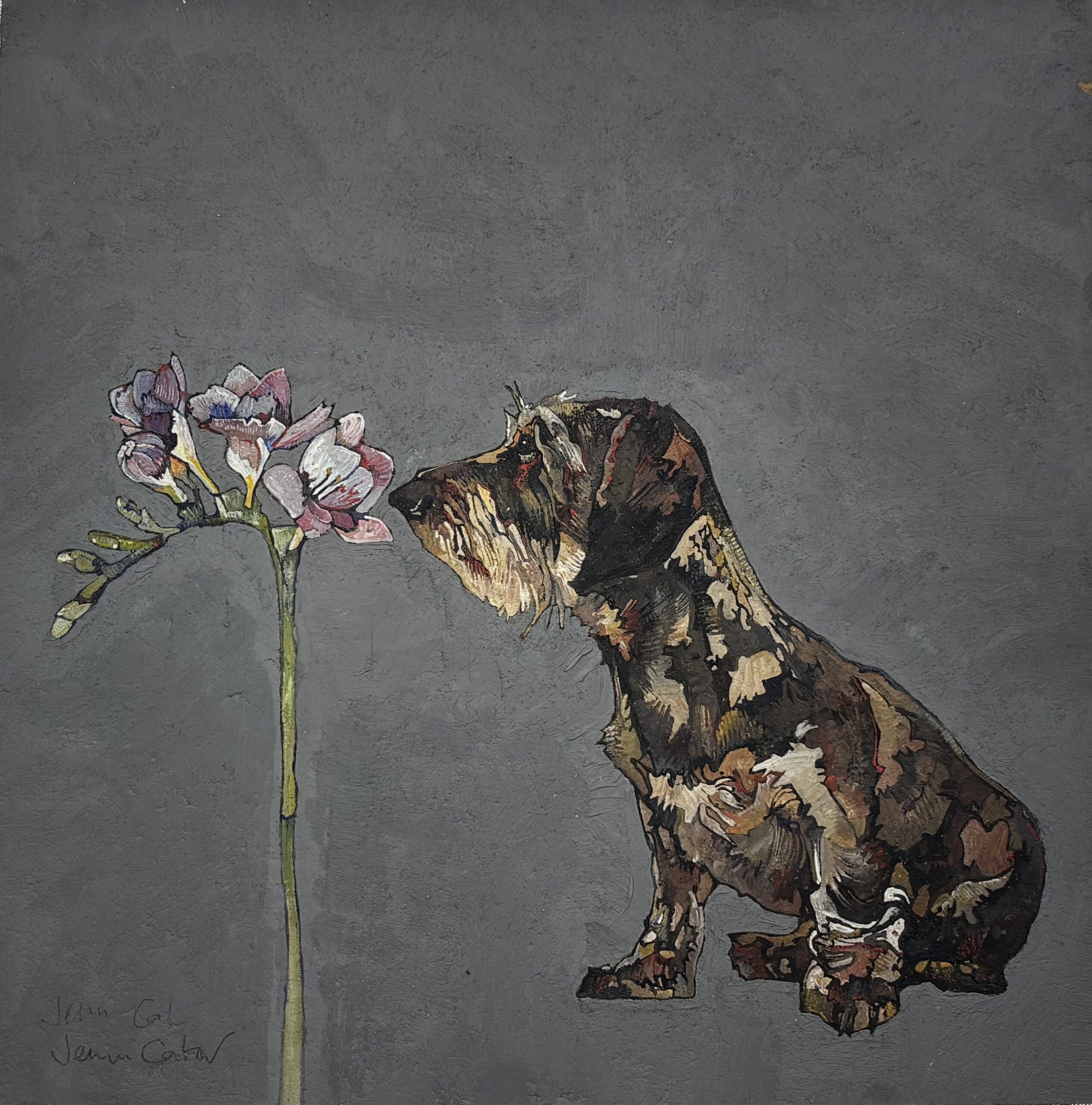Wire Haired Dachshund and Freesia