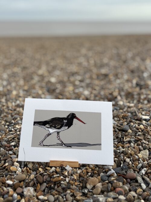 The Oyster Catcher