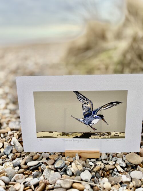 Tern at Daybreak