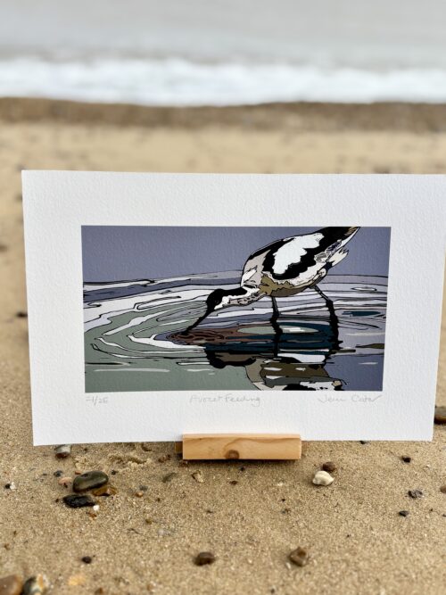 Avocet Feeding