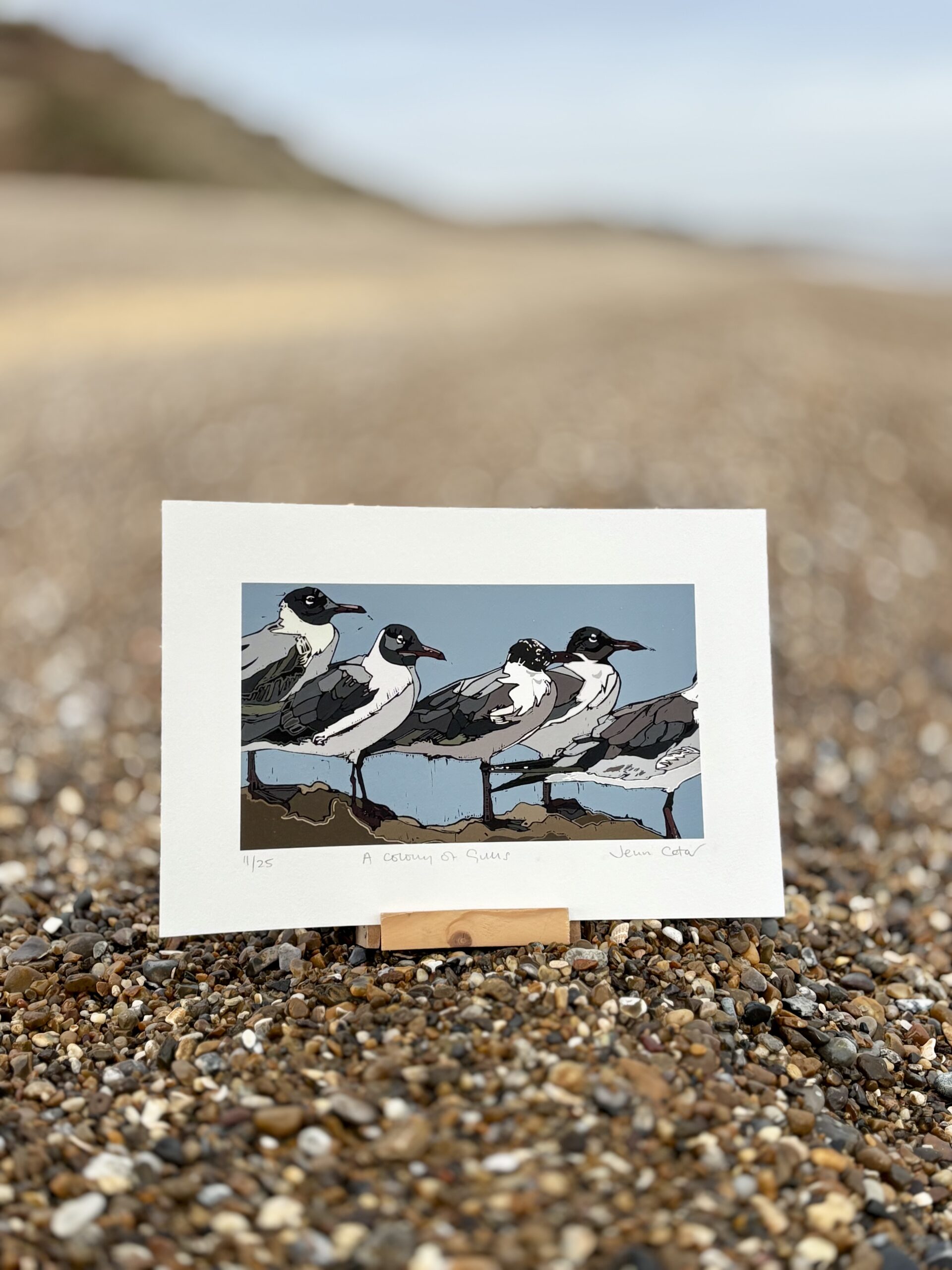 A Colony of Gulls