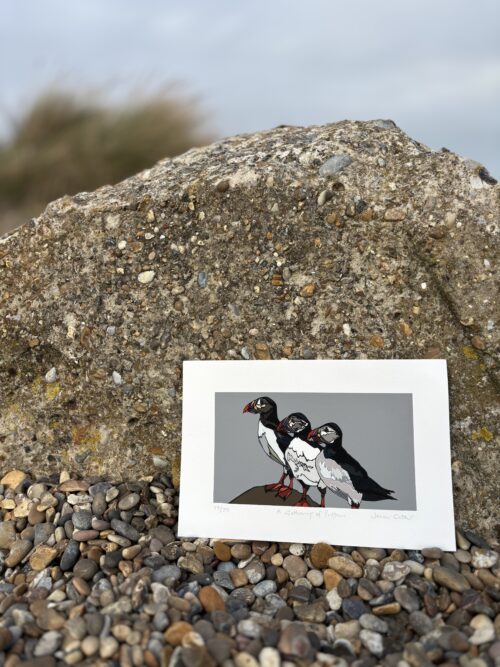 A Gathering of Puffins